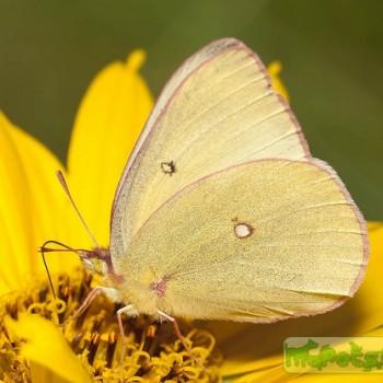 colias occidentalis
