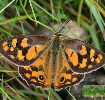 Heteronympha penelope