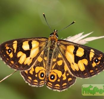 Oreixenica lathoniella