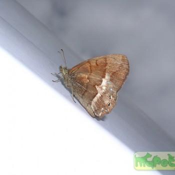 Cyllopsis philodice