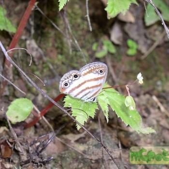 Euptychia jesia