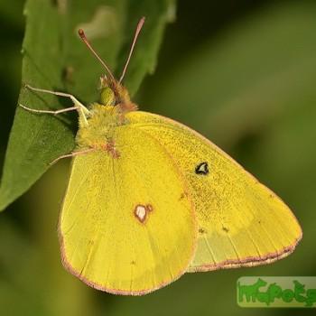 colias philodice