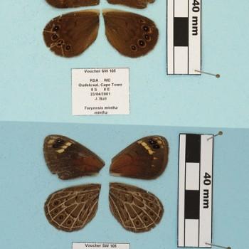 Torynesis mintha