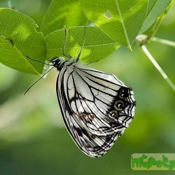 Melanargia epimede