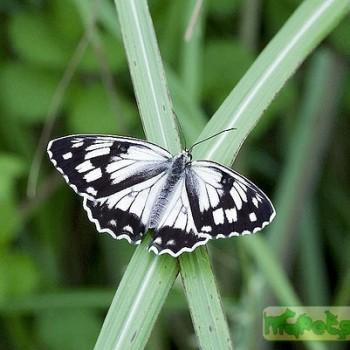 Melanargia halimede