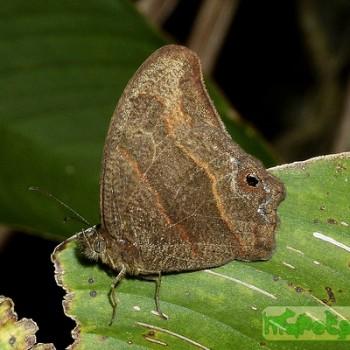 Cyllopsis hedemanni