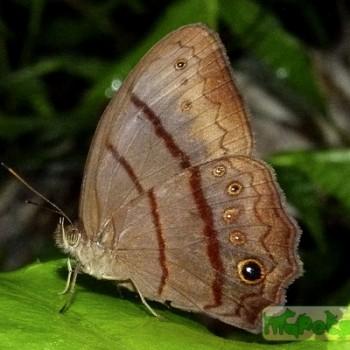 Satyrotaygetis satyrina