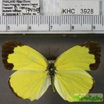 Eurema lacteola