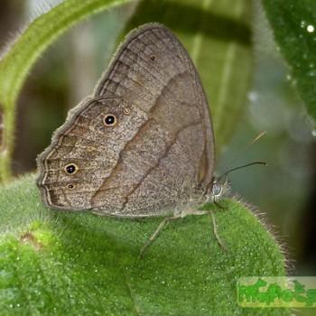 Yphthimoides renata