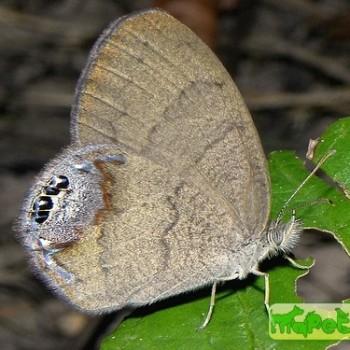 Cyllopsis gemma