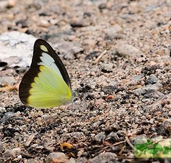 Appias lyncida