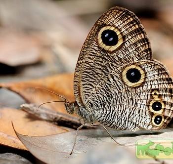 Ypthima praenubila
