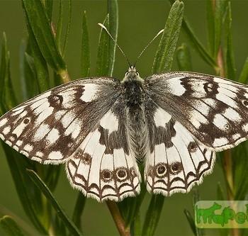 Melanargia parce