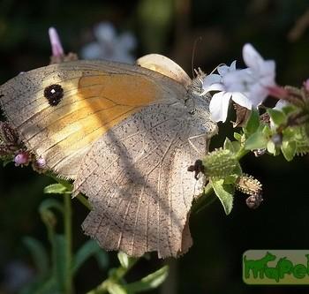 Maniola megala