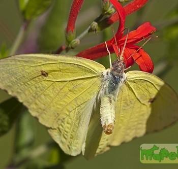 colias nebulosa
