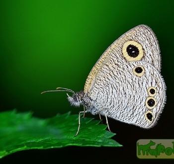 Ypthima huebneri