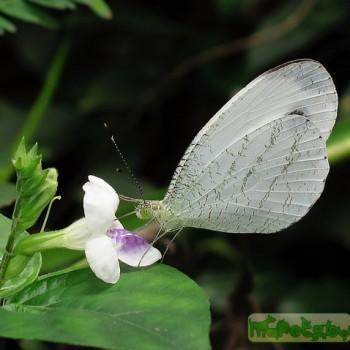 Leptosia hybrida