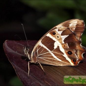 Oxeoschistus tauropolis