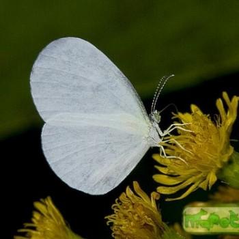 Leucidia brephos