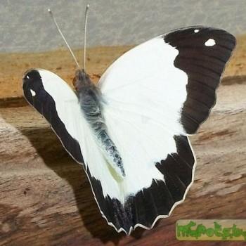 Eronia cleodora