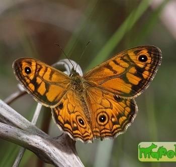 Geitoneura acantha