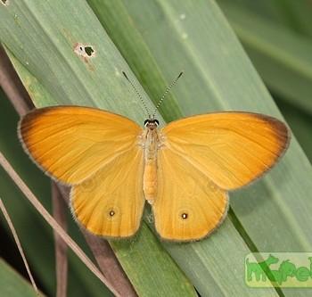 Hypocysta adiante