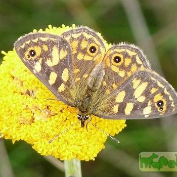 Oreixenica correae