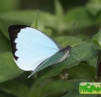 Nepheronia thalassina