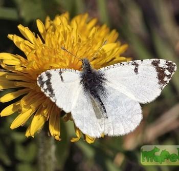 Euchloe tagis