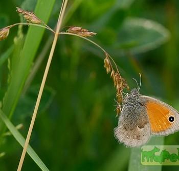 Pyronia coenonympha