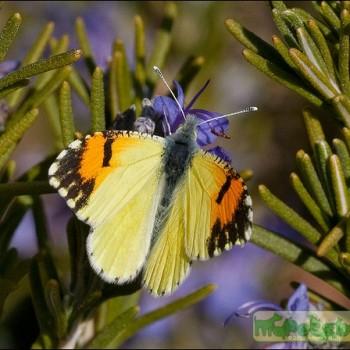 anthocharis cethura