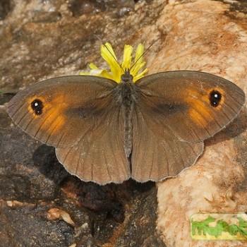 Maniola telmessia