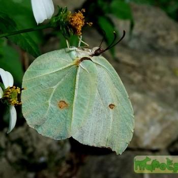 Gonepteryx amintha