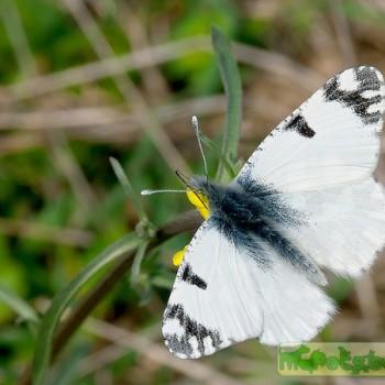 Euchloe ausonia