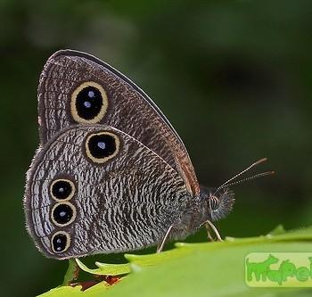 Ypthima tappana