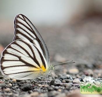 Appias hombroni