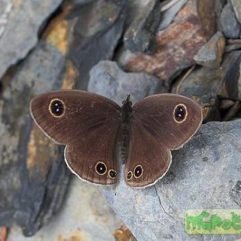 Ypthima esakii