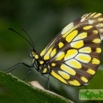 Dismorphia hyposticta