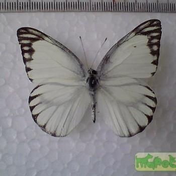 Appias libythea