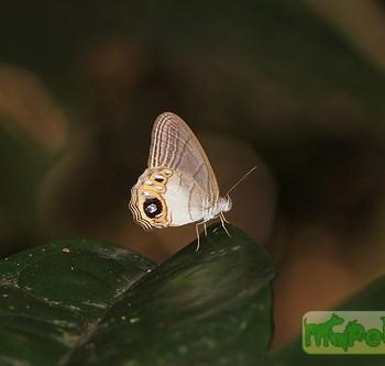 Splendeuptychia itonis