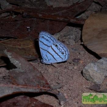Caeruleuptychia aegrota