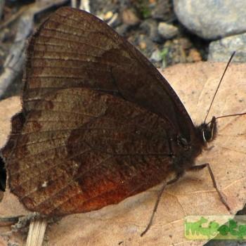 Pedaliodes montagna