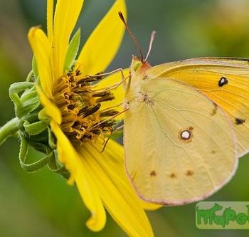colias hecla