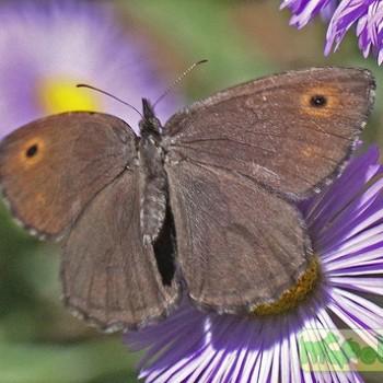 Cercyonis oetus