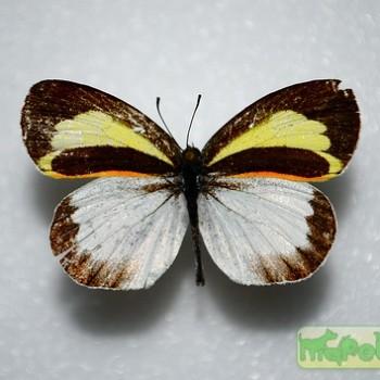 Eurema daira