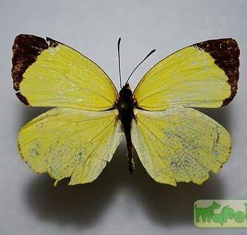 Eurema xantochlora