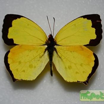 Eurema salome