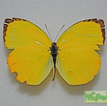 Eurema dina