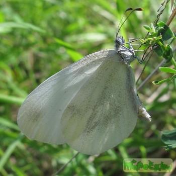 Leptidea duponcheli