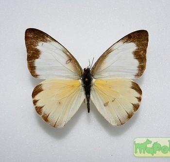 Appias drusilla